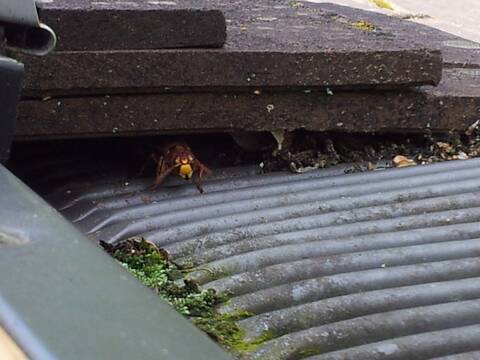 découvrez l'univers des nids sous toit, un refuge unique pour les oiseaux et un atout pour la biodiversité de votre jardin. apprenez à créer et à entretenir ces espaces indispensables, tout en apportant une touche naturelle et esthétique à votre habitat.