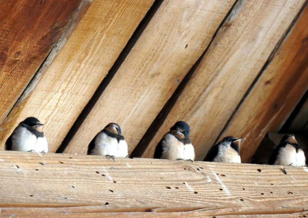 découvrez l'univers du nid sous toit, un espace cocooning idéal pour se ressourcer. profitez d'une atmosphère chaleureuse et apaisante, parfaite pour se reconnecter avec la nature et se détendre en toute sérénité.