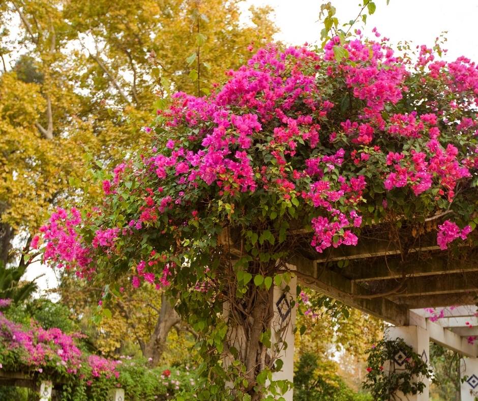 découvrez la pergola végétale, une solution élégante pour embellir votre jardin tout en offrant une ombre naturelle. créez un espace de détente verdoyant et harmonieux, parfait pour profiter de vos moments en extérieur.