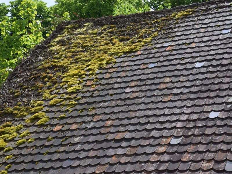 découvrez les prix du nettoyage de toit et optimisez l'entretien de votre maison. obtenez des conseils sur les services professionnels, les méthodes efficaces et les facteurs influençant le coût pour un toit propre et durable.