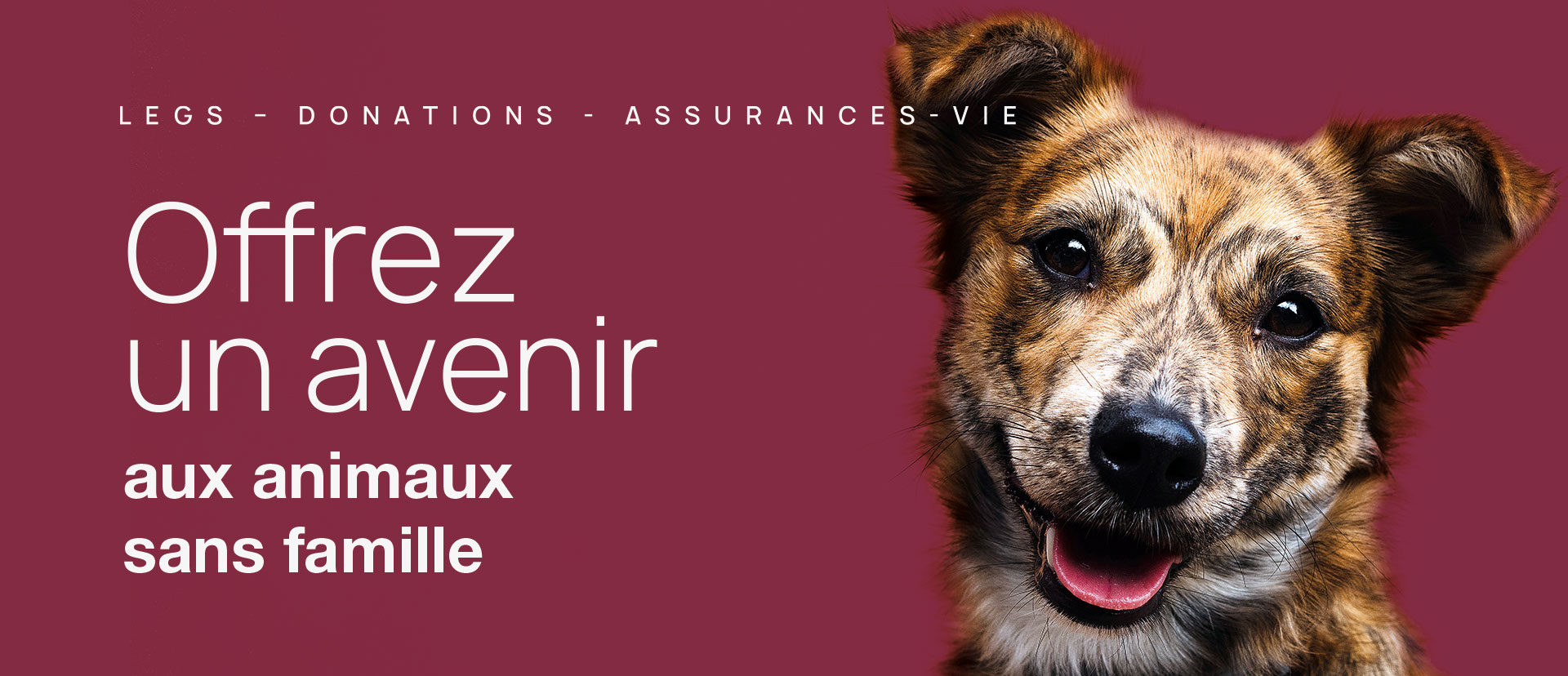 découvrez l'importance de la protection animale et engagez-vous pour le bien-être des animaux. explorez nos initiatives, sensibilisez-vous aux enjeux et rejoignez notre combat pour garantir une coexistence harmonieuse entre l'homme et les animaux.