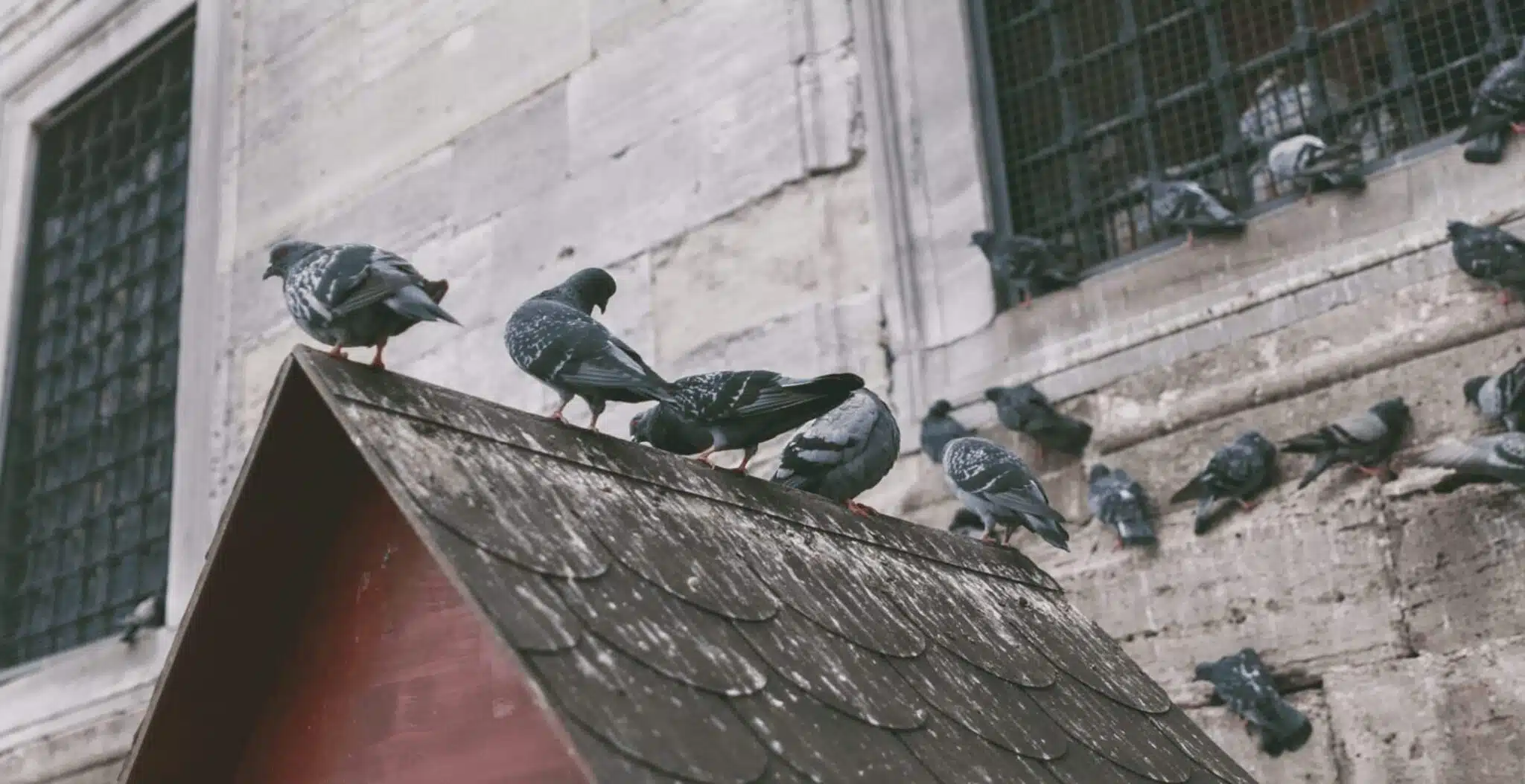 découvrez nos solutions efficaces pour repousser les pigeons sur votre toit. protégez votre espace en toute simplicité grâce à des dispositifs dissuasifs adaptés et durables, garantissant un environnement propre et sans nuisibles.