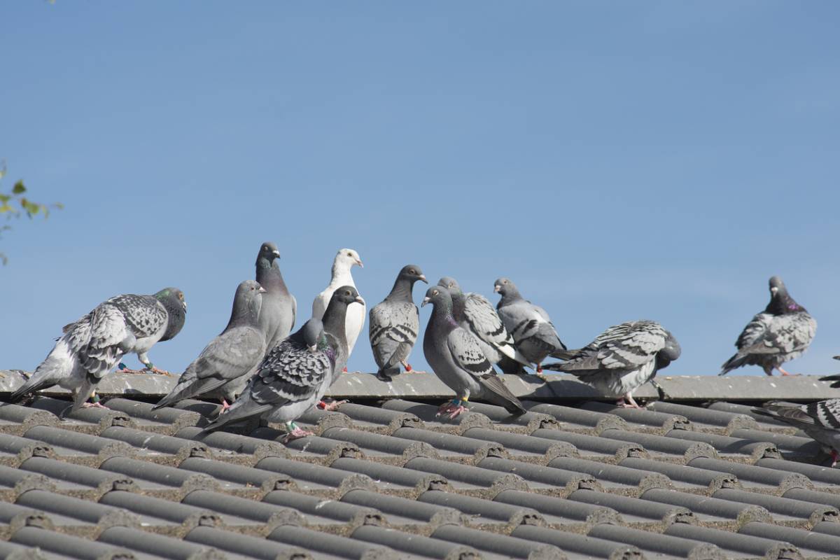 découvrez nos solutions efficaces pour repousser les pigeons de votre toit. protégez votre espace de vie et préservez l'esthétique de votre maison grâce à nos produits innovants et respectueux de l'environnement.