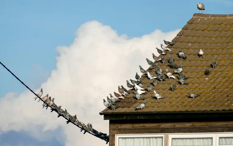 découvrez des méthodes efficaces pour repousser les pigeons de votre toit. protégez votre maison des nuisances causées par ces oiseaux et maintenez un environnement sain grâce à nos conseils pratiques.