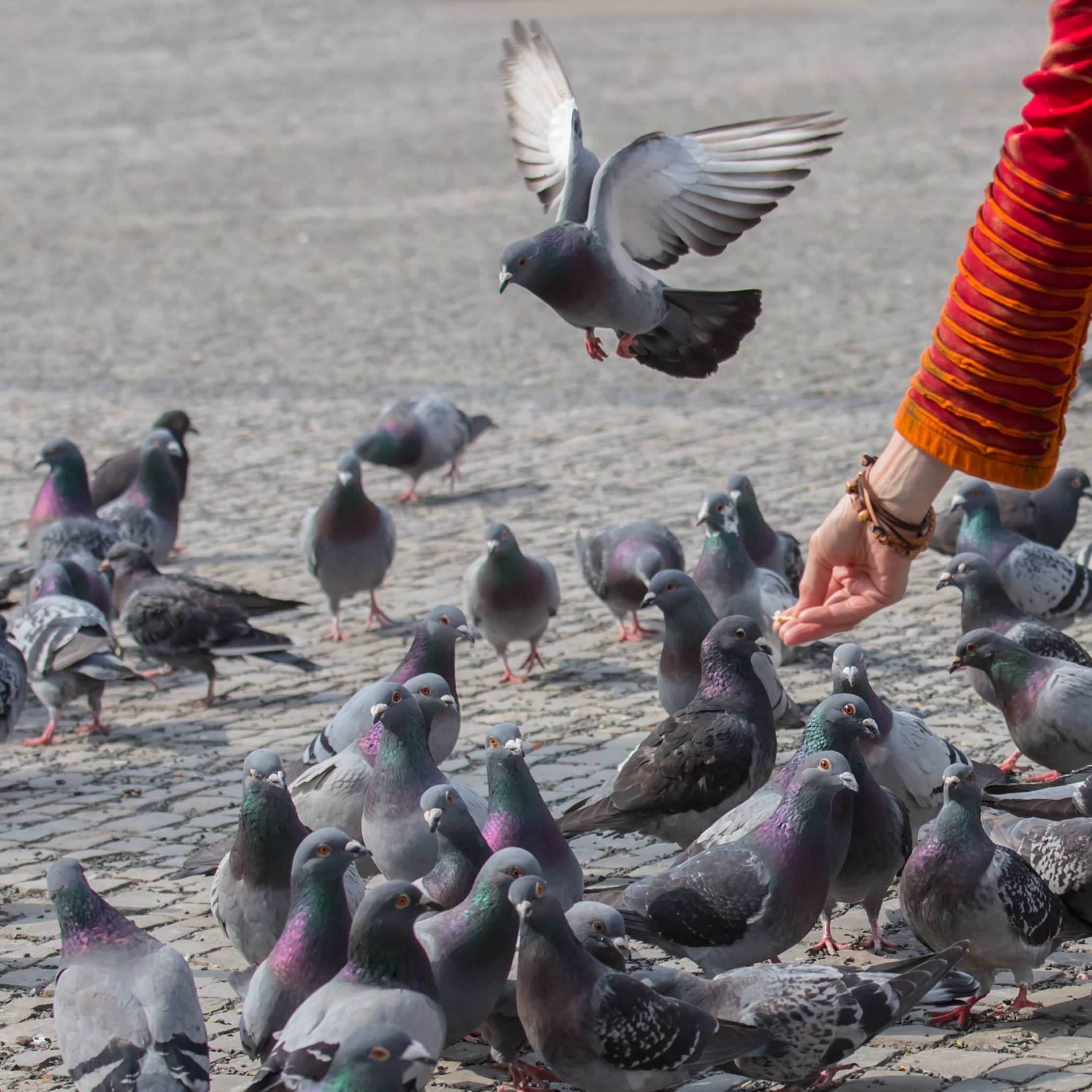 découvrez des méthodes efficaces pour repousser les pigeons de votre toit. protégez votre espace extérieur des nuisances et préservez l'intégrité de votre habitation grâce à nos conseils pratiques et astuces de prévention.
