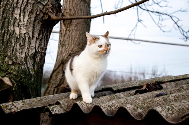 découvrez nos conseils et astuces pour l'entretien et la réparation de votre toit. que ce soit pour des tâches de nettoyage, de rénovation ou d'inspection, nous vous guidons à chaque étape pour garantir la longévité et l'étanchéité de votre toiture.