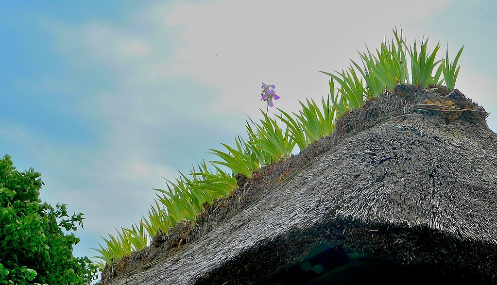 découvrez l'élégance et l'authenticité du toit de chaume, un choix écologique et esthétique pour vos bâtiments. apprenez-en plus sur ses avantages, son histoire et son installation. transformez votre espace avec cette couverture intemporelle qui allie tradition et modernité.
