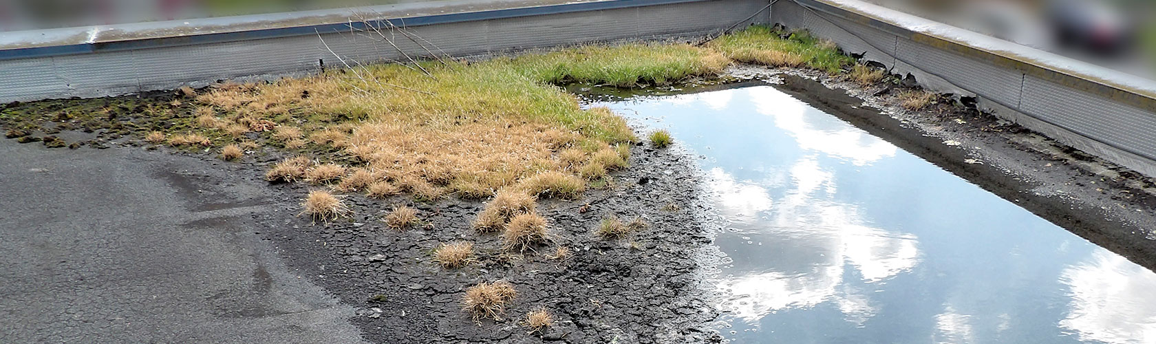 découvrez les avantages d'un toit écologique : une solution durable pour préserver l'environnement tout en améliorant l'efficacité énergétique de votre maison. optez pour des matériaux naturels et des techniques innovantes pour réduire votre empreinte carbone.