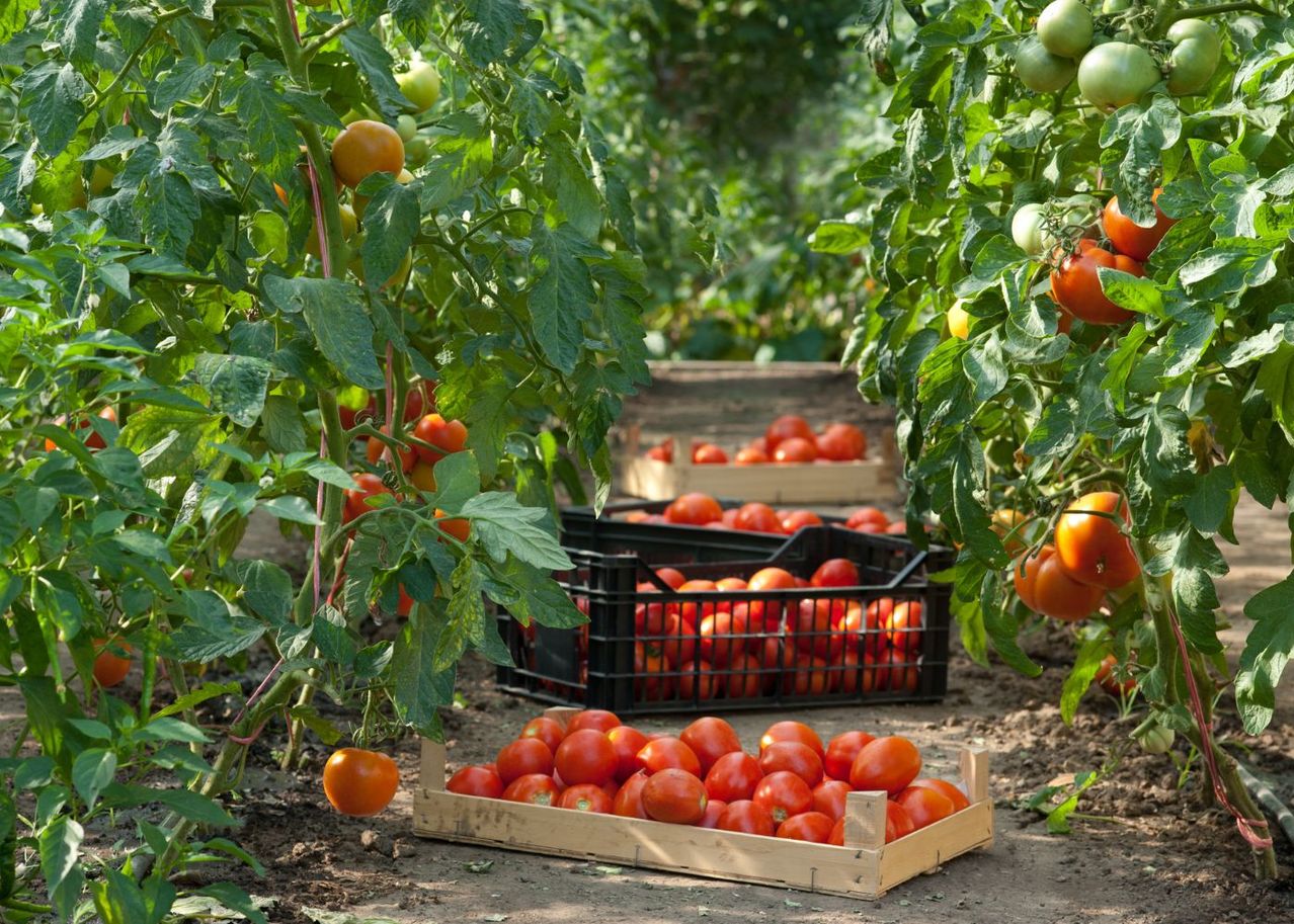 découvrez comment cultiver des tomates sur votre toit pour un jardin urbain innovant. profitez de conseils pratiques sur la mise en place, l'entretien et la récolte de vos tomates tout en optimisant l'espace de votre toit.