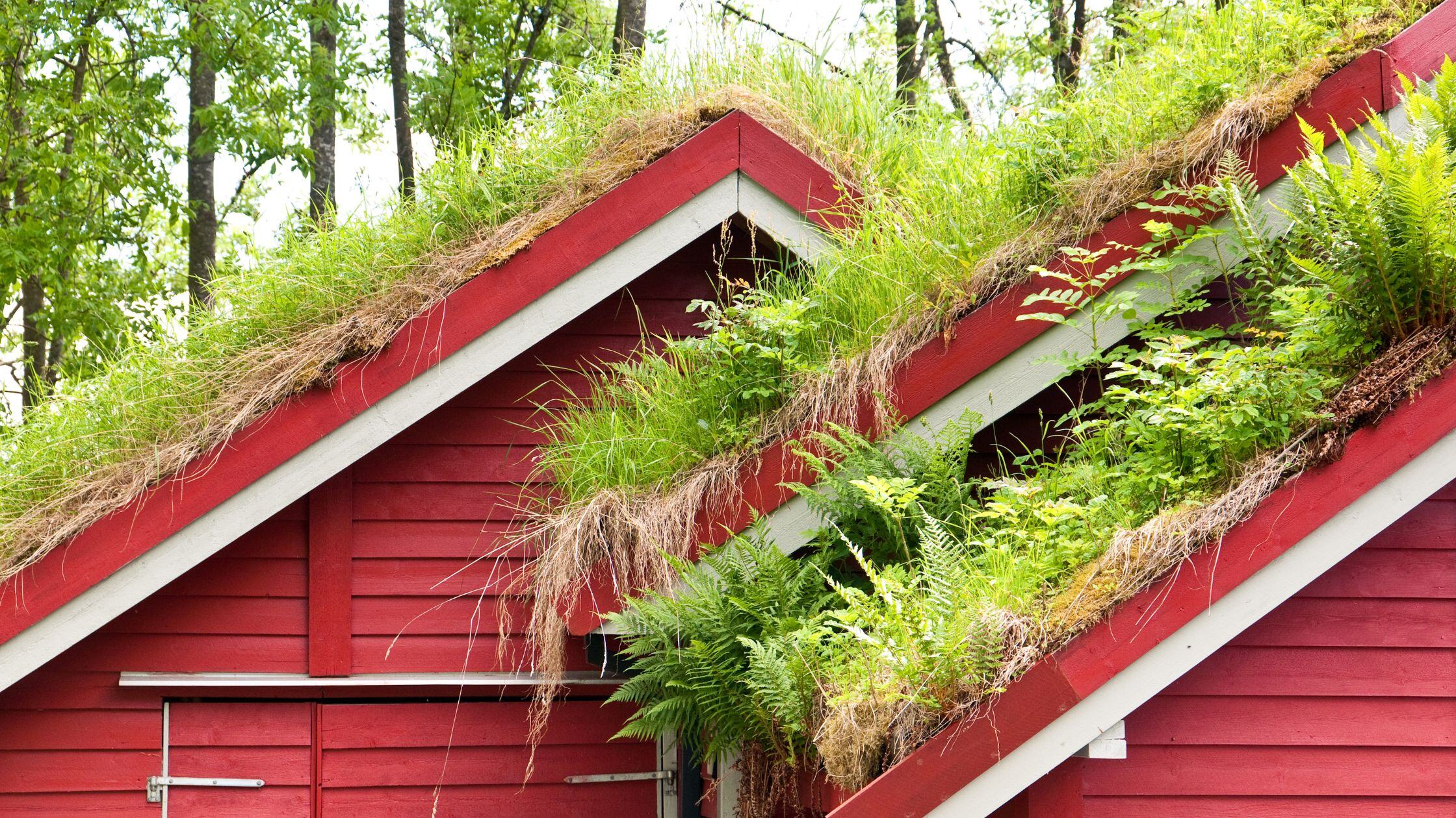 découvrez les avantages des toits végétaux : une solution écologique et esthétique pour améliorer l'isolation de votre habitat, favoriser la biodiversité et réduire les nuisances sonores. transformez votre espace urbain en un véritable havre de paix.