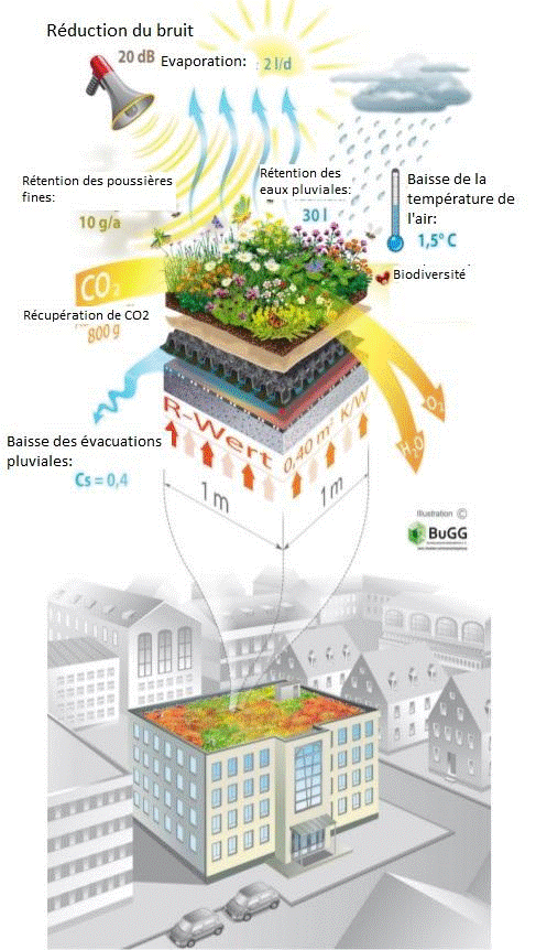 découvrez les avantages des toits végétaux : une solution écologique et esthétique pour améliorer l'isolation de votre maison, favoriser la biodiversité et réduire l'impact environnemental tout en ajoutant une touche de verdure à vos espaces urbains.